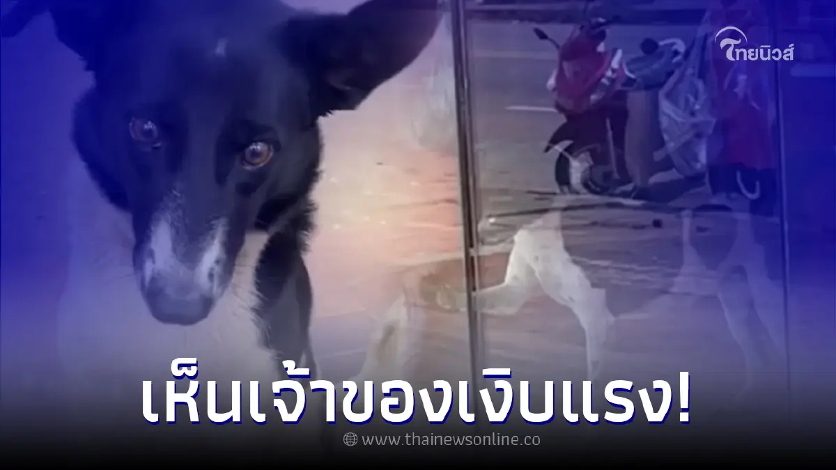 สาวเพิ่งรู้ น้องหมา ที่มาขอข้าวกินทุกวัน แท้จริงมีเจ้าของ แถมฐานะไม่ธรรมดา