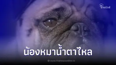 น้องหมาน้ำตาไหลไม่ได้แปลว่ากำลังเศร้าอาจจะมีปัญหาเกี่ยวกับดวงตา