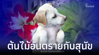 ต้นไม้ 9 ชนิด ดีต่อคนแต่อันตรายกับสุนัข