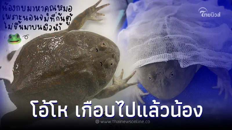 น้องกบไม่สบายนอนจมก้นตู้ พาหาหมอ ส่องเจอสาเหตุร้องโอ้โห น้องกบไม่สบายนอนจมก้นตู้ พาหาหมอ ส่องเจอสาเหตุร้องโอ้โห