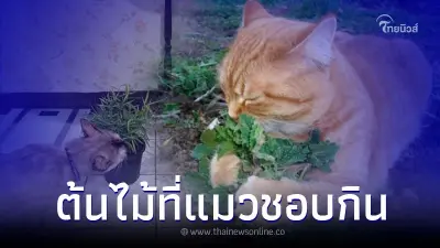 ต้นไม้ 5 ชนิด ที่ทาสควรมีไว้ติดบ้าน ส่งผลดีกับแมว
