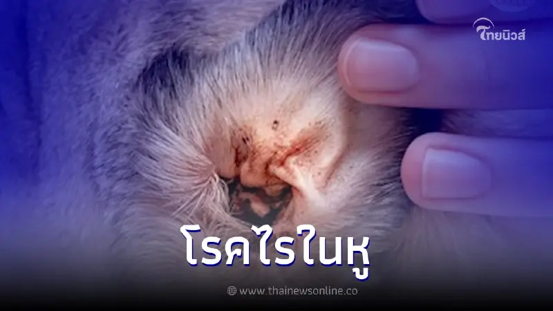 ไม่เห็น ไม่ได้แปลว่าไม่มี เจ้านายคันหูทาสรู้ยัง? ว่าอาจมีตัวไรอยู่เพียบ ไม่เห็น ไม่ได้แปลว่าไม่มี เจ้านายคันหูทาสรู้ยัง? ว่าอาจมีตัวไรอยู่เพียบ