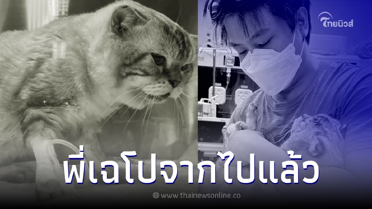 ทาสแมวเศร้า "พี่เฉโป" กลับดาวแมวแล้ว แพทย์สุดยื้อ หลังป่วยหลายโรค ทาสแมวเศร้า "พี่เฉโป" กลับดาวแมวแล้ว แพทย์สุดยื้อ หลังป่วยหลายโรค