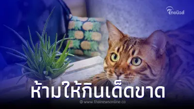 พืช 5 ชนิด ส่งผลร้ายต่อแมว ห้ามให้กินเด็ดขาด