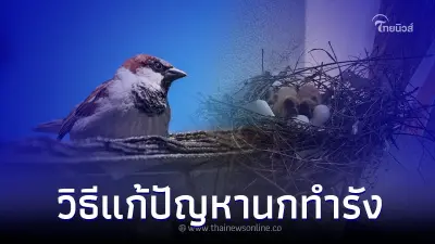 นกชอบทำรัง และวิธีแก้ปัญหานกทำรัง ง่ายๆ นกชอบทำรัง และวิธีแก้ปัญหานกทำรัง ง่ายๆ