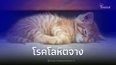 อย่าวางใจ! น้องหมาและน้องแมวเป็นโลหิตจาง อันตรายกว่าที่คิด