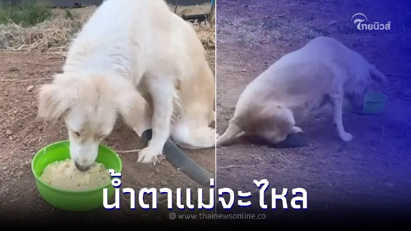 น้ำตาแม่จะไหล ทำข้าวผัดให้ลูกรักกิน แอบดูตอนเผลอ เจอภาพสะเทือนใจ น้ำตาแม่จะไหล ทำข้าวผัดให้ลูกรักกิน แอบดูตอนเผลอ เจอภาพสะเทือนใจ