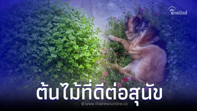 ต้นไม้ 10 ชนิด ปลูกได้ที่บ้าน ส่งผลดีกับสุนัข