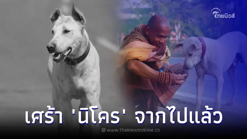 เจอแล้ว "นิโคร" สุนัขตามพระธุดงค์จากอินเดียที่หายไป แต่กลับเป็นข่าวร้าย เจอแล้ว "นิโคร" สุนัขตามพระธุดงค์จากอินเดียที่หายไป แต่กลับเป็นข่าวร้าย