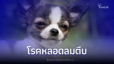 หมาไอแห้งเสียงเหมือนห่านร้อง อาจเป็นสัญญาณของโรคหลอดลมตีบ