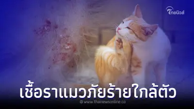 เชื้อราแมว อาการติดเชื้อรา และวิธีรักษา