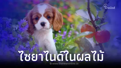 ไซยาไนด์ ใน ผลไม้ 4 ชนิด เป็นพิษกับหมาแมว ไซยาไนด์ ใน ผลไม้ 4 ชนิด เป็นพิษกับหมาแมว