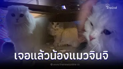 ปาฏิหาริย์โซเชียล เจอแล้ว "น้องจินจิ" แมวดังทวิตเตอร์ หายจากบ้านนับเดือน