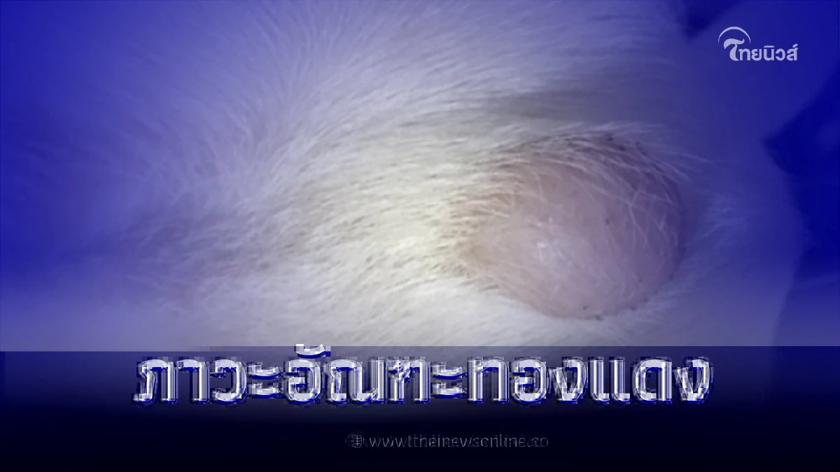 "ภาวะอัณฑะทองแดง" ไม่น่ามีอันตราย แต่อาจส่งผลต่อปัญหาสุขภาพในระยะยาวได้ "ภาวะอัณฑะทองแดง" ไม่น่ามีอันตราย แต่อาจส่งผลต่อปัญหาสุขภาพในระยะยาวได้