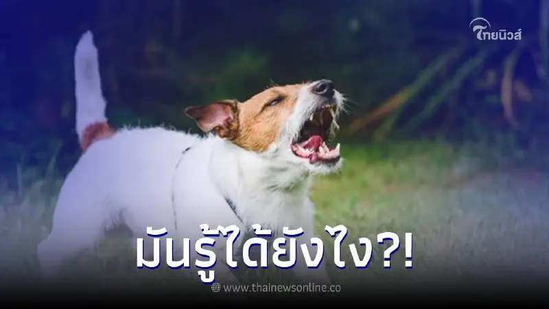 สาว สามีสงสัย หลังเจ้าตูบเห่าขัดไม่หยุด เอะใจรีบวิ่งไปห้องน้ำ ลองตรวจครรภ์ สาว สามีสงสัย หลังเจ้าตูบเห่าขัดไม่หยุด เอะใจรีบวิ่งไปห้องน้ำ ลองตรวจครรภ์