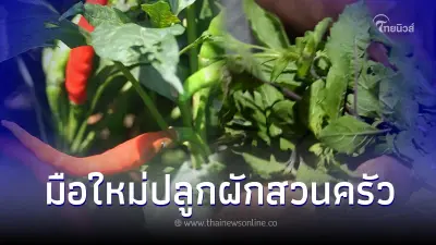 3 ขั้นตอนปลูกผักสวนครัวในบ้านฉบับมือใหม่ พื้นที่น้อยไม่ใช่ปัญหา 3 ขั้นตอนปลูกผักสวนครัวในบ้านฉบับมือใหม่ พื้นที่น้อยไม่ใช่ปัญหา