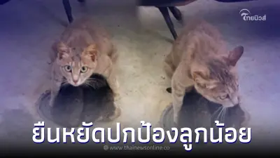 สาวเจอแม่แมวจรโอบกอดลูกน้อยไว้สุดแขน ท่ามกลางพายุฝนโหมกระหน่ำ สาวเจอแม่แมวจรโอบกอดลูกน้อยไว้สุดแขน ท่ามกลางพายุฝนโหมกระหน่ำ