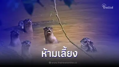 ชมความน่ารัก "นาก" สัตว์ป่าคุ้มครอง ห้ามเลี้ยง!!