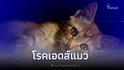 ทำความรู้จัก "โรคเอดส์แมว" หรือโรคภูมิคุ้มกันบกพร่องในแมว