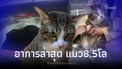 อาการล่าสุด น้องชิฟู แมวอ้วน 8.5กิโลฯ ตกจากคอนโดชั้น6 ร่วงใส่รถกระจกแตก