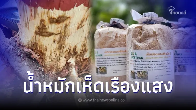 น้ำหมักเห็ดเรืองแสง ปราบโรครากเน่าโคนเน่าในทุเรียน น้ำหมักเห็ดเรืองแสง ปราบโรครากเน่าโคนเน่าในทุเรียน