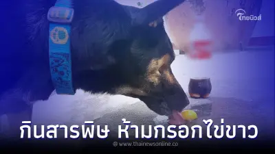 หมาแมวกินสารพิษ วิธีป้องกัน และการรักษา
