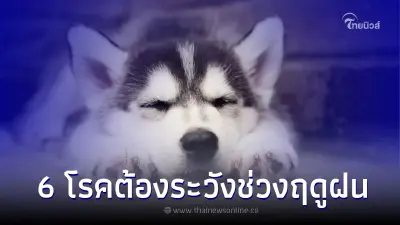 6 โรคควรระวังช่วงหน้าฝน สำหรับสัตว์เลี้ยง