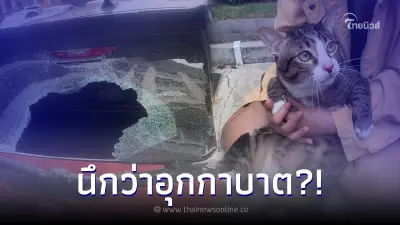 เจ้าของรถร้องกรี๊ด เจอแมวตกใส่ ถึงขั้นกระจกแตก ที่แท้แมว 8.5 กก. ตกใส่