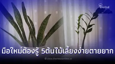 5 ต้นไม้เลี้ยงง่าย ตายยากที่มือใหม่ต้องรู้!