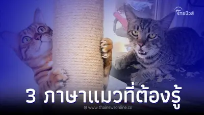 เปิด 3 ภาษาแมว ภาษากาย และการแสดงความรัก