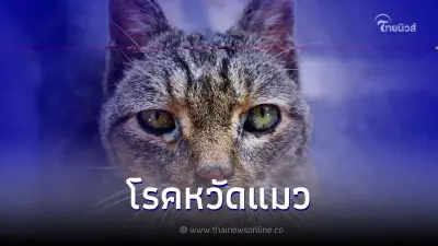 "โรคหวัดแมว" โรคที่พบได้บ่อยในช่วงที่มีอากาศเปลี่ยนแปลง