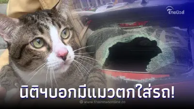 หนุ่มงง นิติฯโทร.มาแต่เช้า บอกมีแมวตกใส่รถ แถมจับคู่กรณีหน้ามึนได้ด้วย