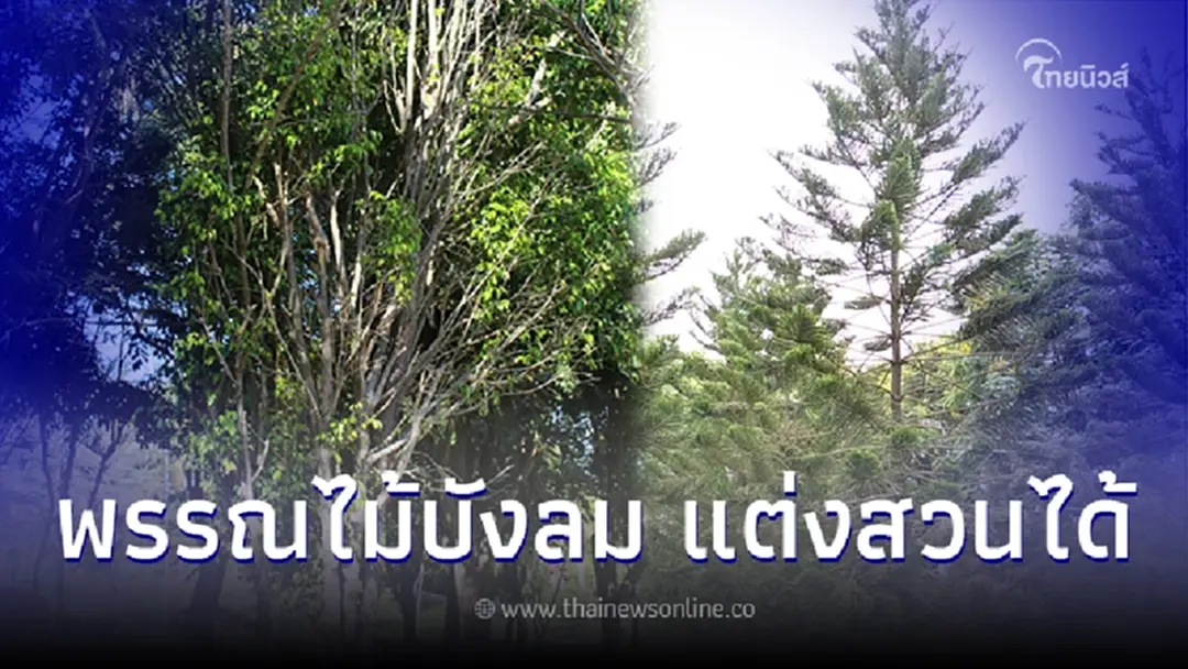 สวยและมีประโยชน์ ต้นไม้บังลม ลดแรงพายุ