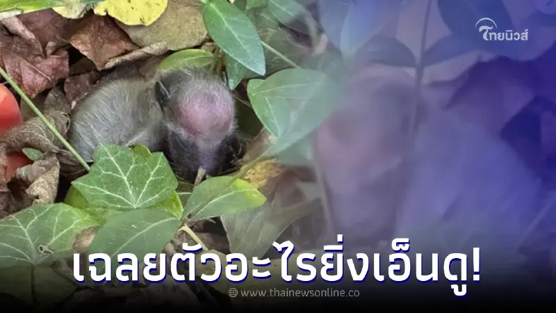 สาวสะดุดตา พาหมาไปเดินเล่นในป่า เจอก้อนขนปริศนา ก่อนเฉลยตัวอะไรยิ่งเอ็นดู สาวสะดุดตา พาหมาไปเดินเล่นในป่า เจอก้อนขนปริศนา ก่อนเฉลยตัวอะไรยิ่งเอ็นดู