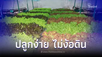ปลูกง่าย ไม่ง้อดิน เปิดเทคนิคปลูกพืชสร้างรายได้ ไม่ใช้สารเคมี 