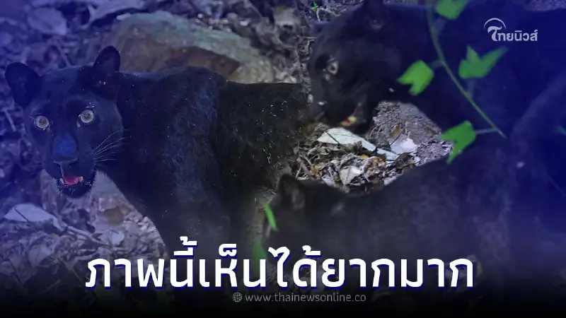 ตื่นตาตื่นใจ เสือดำ โผล่อวดโฉมที่แก่งกระจาน แต่ครั้งนี้พิเศษกว่าครั้งไหนๆ ตื่นตาตื่นใจ เสือดำ โผล่อวดโฉมที่แก่งกระจาน แต่ครั้งนี้พิเศษกว่าครั้งไหนๆ