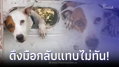 ไรเดอร์เอ็นดู ไปส่งพัสดุให้ลูกค้า มีหมาต้อนรับ ยื่นมือไปดึงกลับแทบไม่ทัน ไรเดอร์เอ็นดู ไปส่งพัสดุให้ลูกค้า มีหมาต้อนรับ ยื่นมือไปดึงกลับแทบไม่ทัน