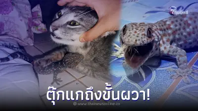 ตุ๊กแกงับคอเหมียว เจ้าของแมว ลั่นไปประโยคเดียว คายออกแทบไม่ทัน