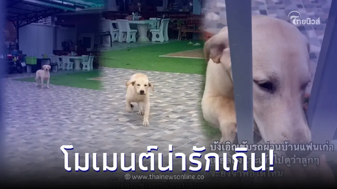 หนุ่มขับรถผ่านบ้านแฟนเก่า แวะหาน้องหมาที่เคยเลี้ยง