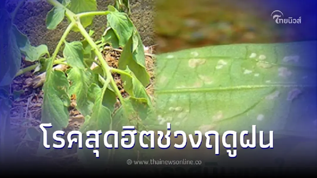 วิธีรับมือ "5 โรคพืช" สุดฮิตในช่วงฤดูฝน ลดความเสียหาย พืชงามแข็งแรง