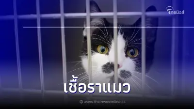 ทำความรู้จัก "เชื้อราแมว" สามารถติดต่อกันจากแมวสู่แมว