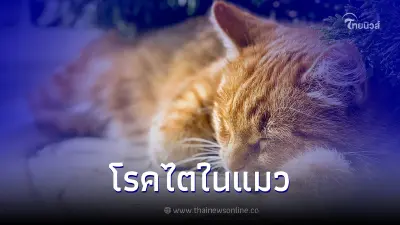 "โรคไต" ยืนหนึ่งในเรื่องโรคร้ายที่แมวสูงวัยต้องเจอ