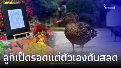 หนุ่มใหญ่ใจดี ช่วยลูกเป็ดข้ามถนน แต่ตัวเองโดนสาว 17 ซิ่งชนเสียชีวิต