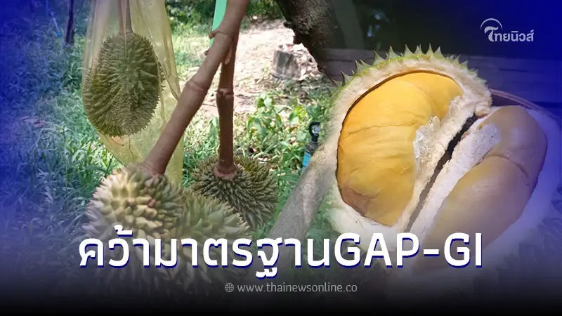 กรมส่งเสริมการเกษตร หนุนชาวสวนทุเรียนใช้ภูมิปัญญา-เทคโนโลยีจัดการสวน กรมส่งเสริมการเกษตร หนุนชาวสวนทุเรียนใช้ภูมิปัญญา-เทคโนโลยีจัดการสวน