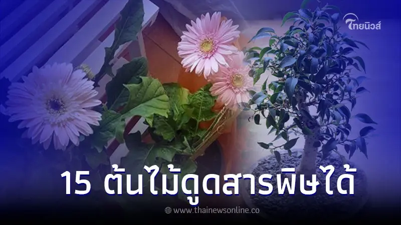 ต้นไม้ฟอกอากาศในบ้าน รวมรายชื่อ 15 ต้นไม้ดูดสารพิษได้ มีอะไรบ้าง