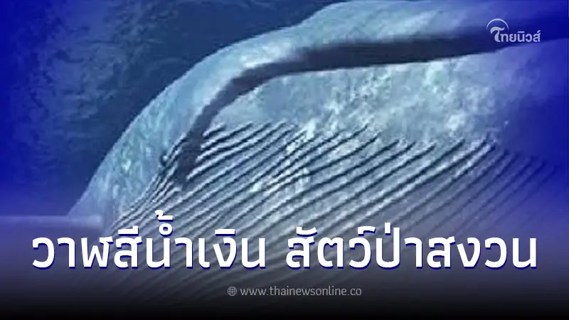 ครม.เคาะแล้ว วาฬสีน้ำเงิน เป็นสัตว์ป่าสงวน ไม่ให้สูญพันธุ์จากท้องทะเลไทย