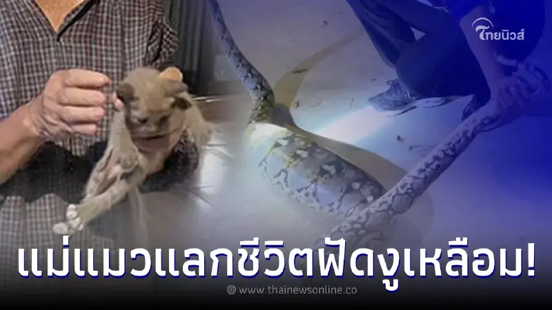 แมวปกป้องลูกน้อย ต่อสู้งูเหลือมสุดท้ายพลาดท่า ชาวบ้านไม่พลาดตีเลขเด็ด แมวปกป้องลูกน้อย ต่อสู้งูเหลือมสุดท้ายพลาดท่า ชาวบ้านไม่พลาดตีเลขเด็ด