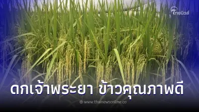 รู้จัก"ข้าว กข95" หรือ ดกเจ้าพระยา อีกหนึ่งข้าวคุณภาพดีของไทย ให้ผลผลิตสูง รู้จัก"ข้าว กข95" หรือ ดกเจ้าพระยา อีกหนึ่งข้าวคุณภาพดีของไทย ให้ผลผลิตสูง