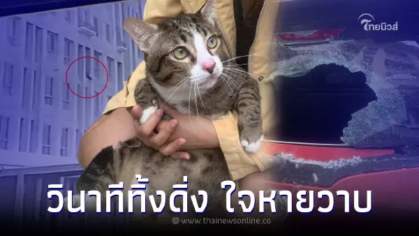 เปิดวงจรปิดวินาที "น้องชิฟู" แมวอ้วน 8.5กิโลฯ ตกใส่รถ ดูแล้วใจหายแว๊บ เปิดวงจรปิดวินาที "น้องชิฟู" แมวอ้วน 8.5กิโลฯ ตกใส่รถ ดูแล้วใจหายแว๊บ