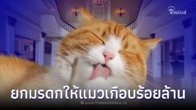 หญิงชราใจป้ำ มอบมรดก-คฤหาสน์รวมเกือบร้อยล้าน ให้น้องแมวสุดรัก